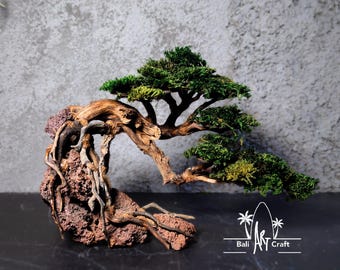 May include: A miniature bonsai tree with a lush green canopy and exposed roots. The tree is mounted on a reddish-brown rock base. The trunk and branches are a light brown color. The image includes the text "Bali Art Craft".