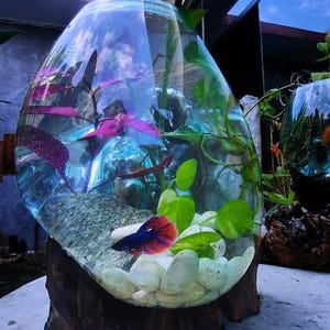 May include: A round glass fish tank with a wooden base, filled with water, plants, and white pebbles. A colorful betta fish swims in the tank.