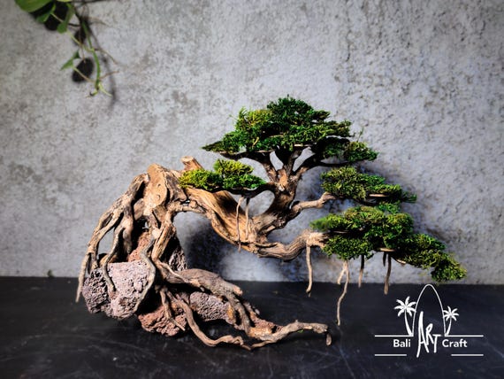 Handgefertigter Treibholz Bonsai Baum mit konserviertem Moos (Outdoor) -  Etsy sterreich