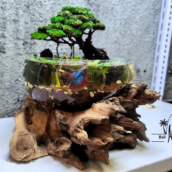Miniature Bonsai in Molten Glass on Driftwood: Zen Terrarium