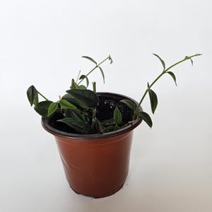 Hoya Bella Live Plant