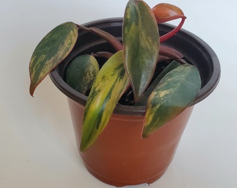 Philodendron Strawberry Shake Live Plant