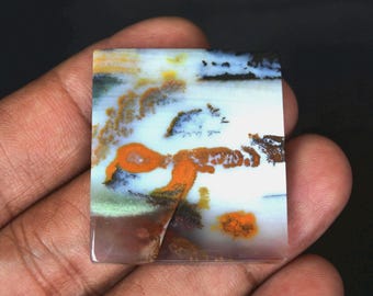 Scenic Multicolor Opalized Petrified Wood