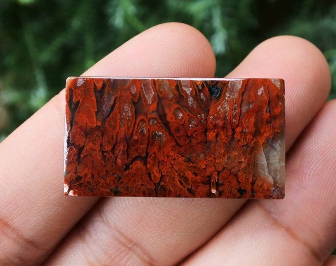 Plume Multicolor Opalized Petrified Wood