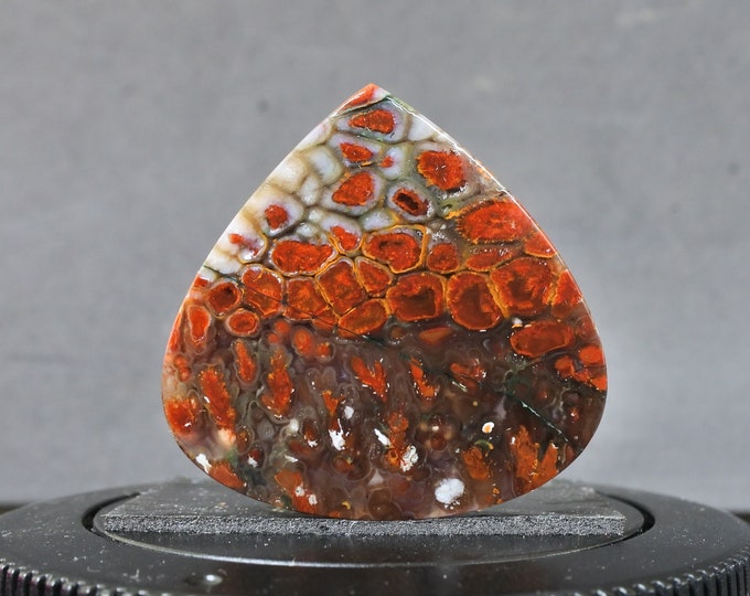 Plume Multicolor Opalized Petrified Wood