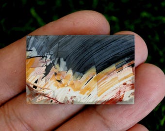 Multicolour Palmwood,Mineral Specimen
