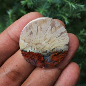 Plume Multicolor Opalized Petrified Wood