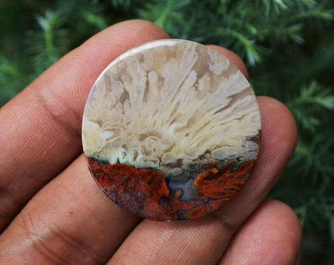 Plume Multicolor Opalized Petrified Wood