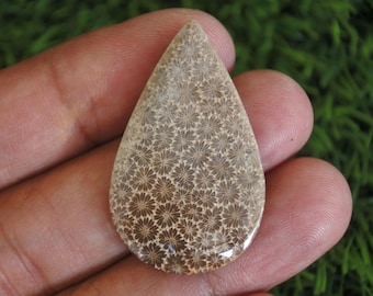 Coral Fossil Agate Gemstone, Tree Agate Stone