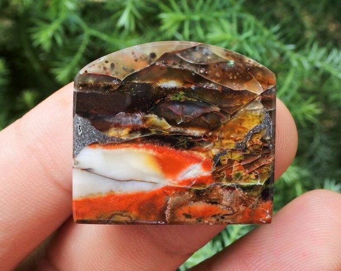 Multicolor Opalized petrified wood