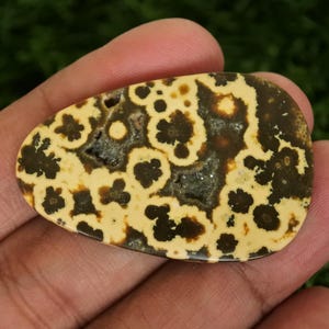 May include: A polished, teardrop-shaped gemstone with a unique pattern. The stone features a cream-colored base with dark brown, flower-like patterns. The gemstone is held in a hand, showcasing its natural beauty and intricate design.
