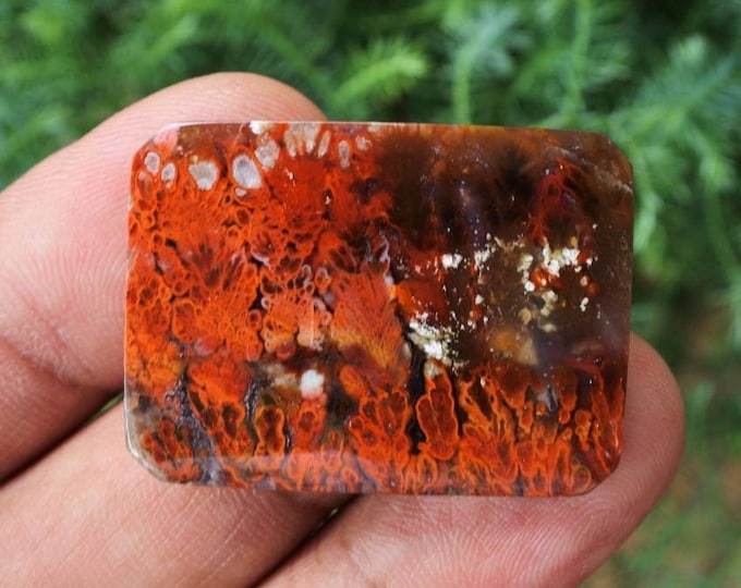 Plume Multicolor Opalized Petrified Wood