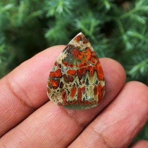 Plume Multicolor Opalized Petrified Wood