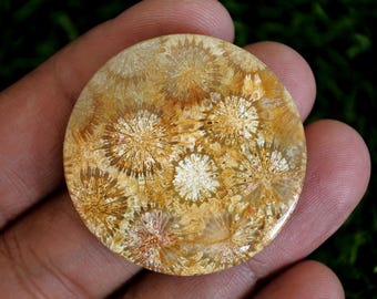 Coral Fossil Agate Gemstone, Tree Agate Stone