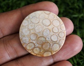 Coral Fossil Agate Gemstone, Tree Agate Stone