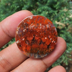 Plume Multicolor Opalized Petrified Wood