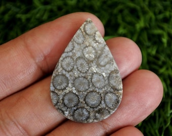 Coral Fossil Agate Gemstone, Tree Agate Stone