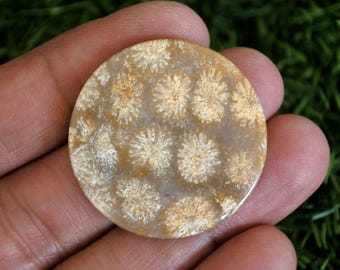 Coral Fossil Agate Gemstone, Tree Agate Stone