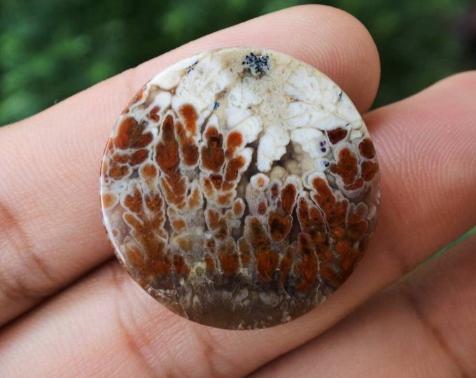 Plume Multicolor Opalized Petrified Wood
