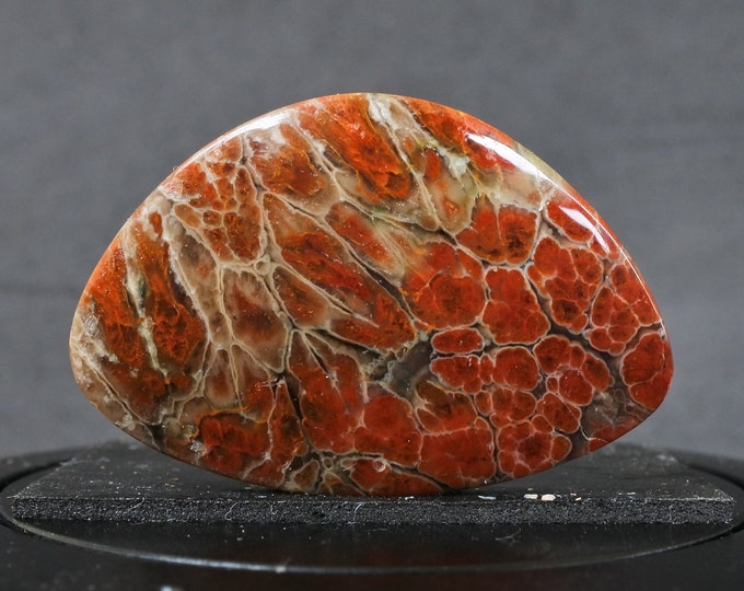 Plume Multicolor Opalized Petrified Wood