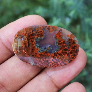 Plume Multicolor Opalized Petrified Wood