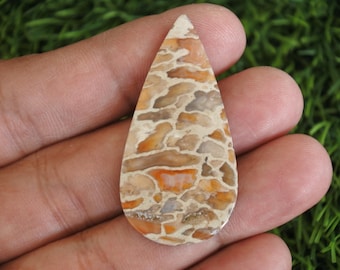 Fossilized Palmwood Agate Gemstone