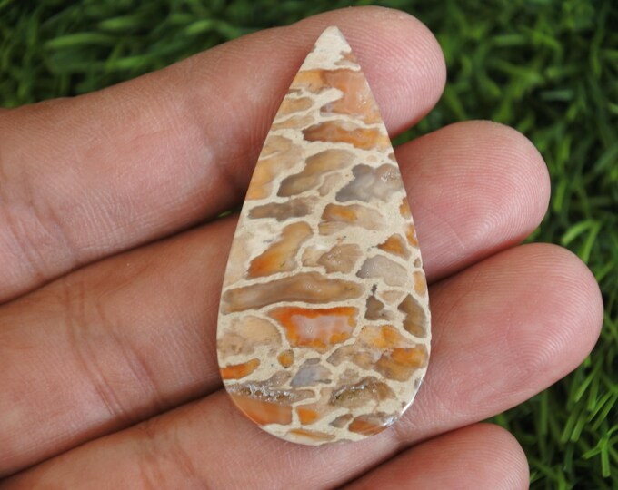Fossilized Palmwood Agate Gemstone