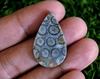 Coral Fossil Agate Gemstone, Tree Agate Stone