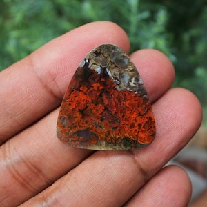 Plume Multicolor Opalized Petrified Wood