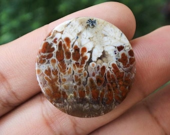 Plume Opalized Wood