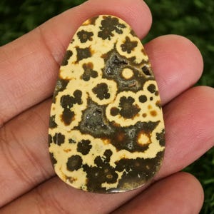 May include: A polished, teardrop-shaped gemstone with a unique pattern. The stone features a creamy yellow base color with dark brown, flower-like patterns. The center has a darker, textured area. The gemstone is held in a hand.