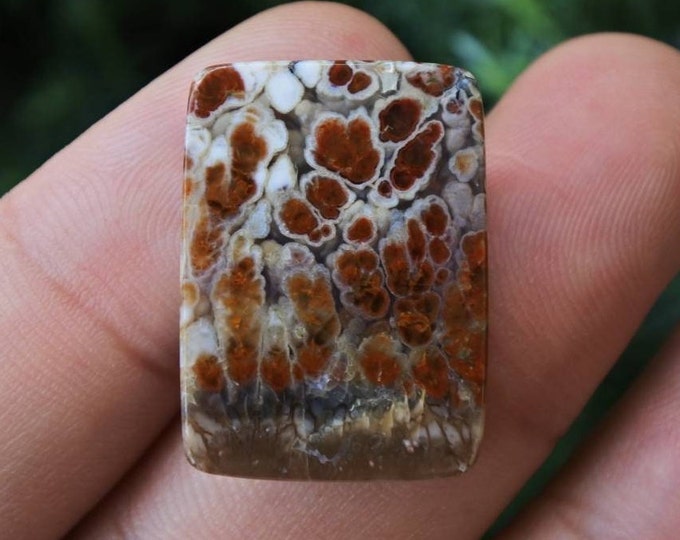 Plume Multicolor Opalized Petrified Wood