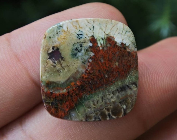 Plume Multicolor Opalized Petrified Wood