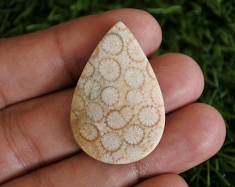 Fossil Coral Agate Gemstone, Tree Agate Stone