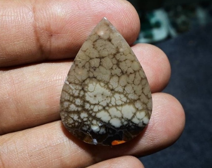 Plume Multicolor Opalized Petrified Wood