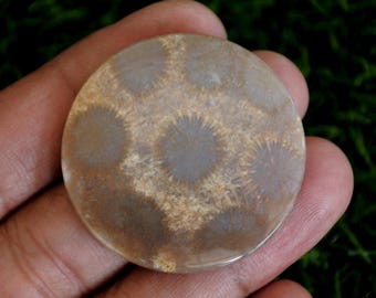 Coral Fossil Agate Gemstone, Tree Agate Stone