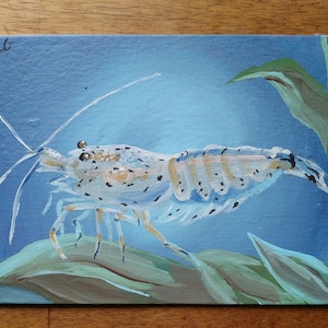 Amano Shrimp