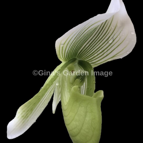 FLOWER photo, DIGITAL image, green lady slipper ORCHID, digital download flower photo, flower image, digital to print, floral photograph
