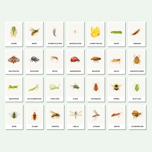 Eine Sammlung von achtundzwanzig rechteckigen Karten in vier Reihen, wobei jede Karte eine detaillierte Illustration eines anderen Insekts zeigt, mit dem entsprechenden deutschen Namen in schwarzen Großbuchstaben am unteren Rand.