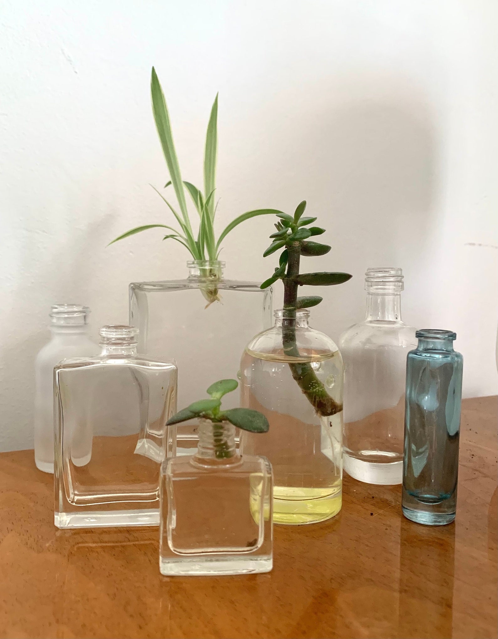 Glass Plant Propagation Bottles Bud Vases Upcycled Glass Etsy UK