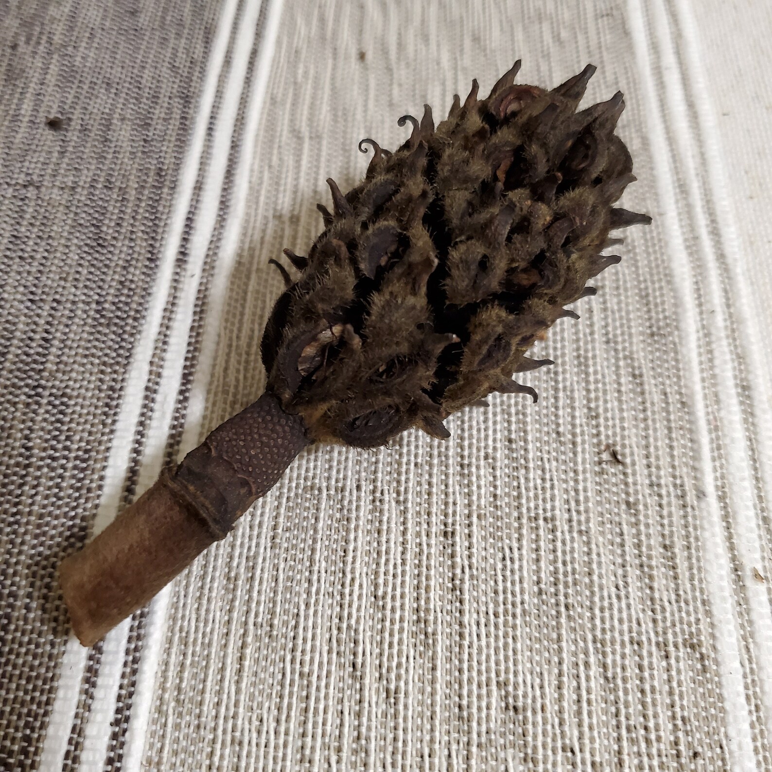 5 Magnolia Pods in mixed sizes dried for crafting and other Etsy