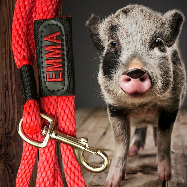 Mini Pig Supplies Etsy