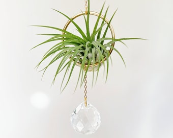 Air Plant Suncatcher Holder | Houseplant Accessory Display Window Hanging | Kylie