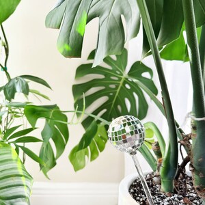 May include: A potted monstera plant with a silver disco ball ornament stuck in the soil. The plant is in a white pot with a textured surface.
