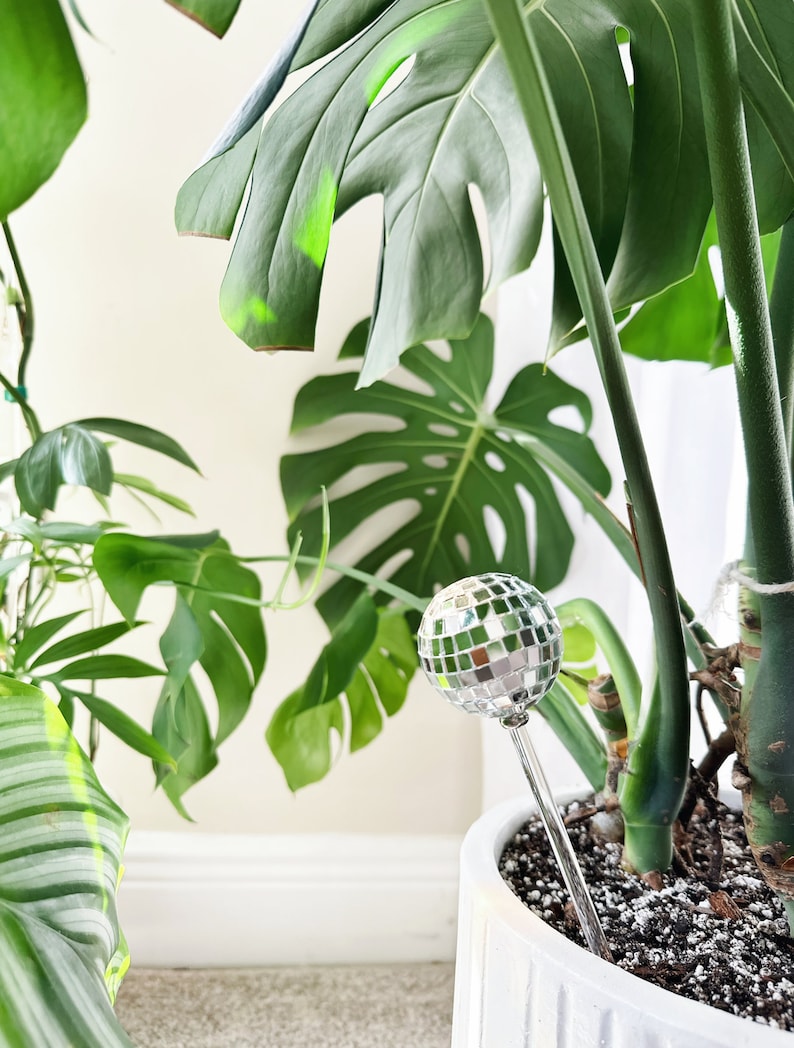 May include: A potted monstera plant with a silver disco ball ornament stuck in the soil. The plant is in a white pot with a textured surface.
