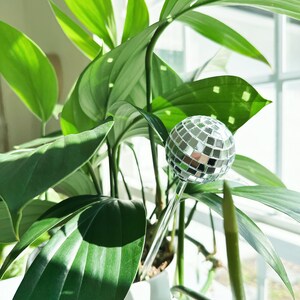 May include: A silver disco ball ornament hanging from a green plant in a white pot. The plant is in front of a window with sunlight shining through.