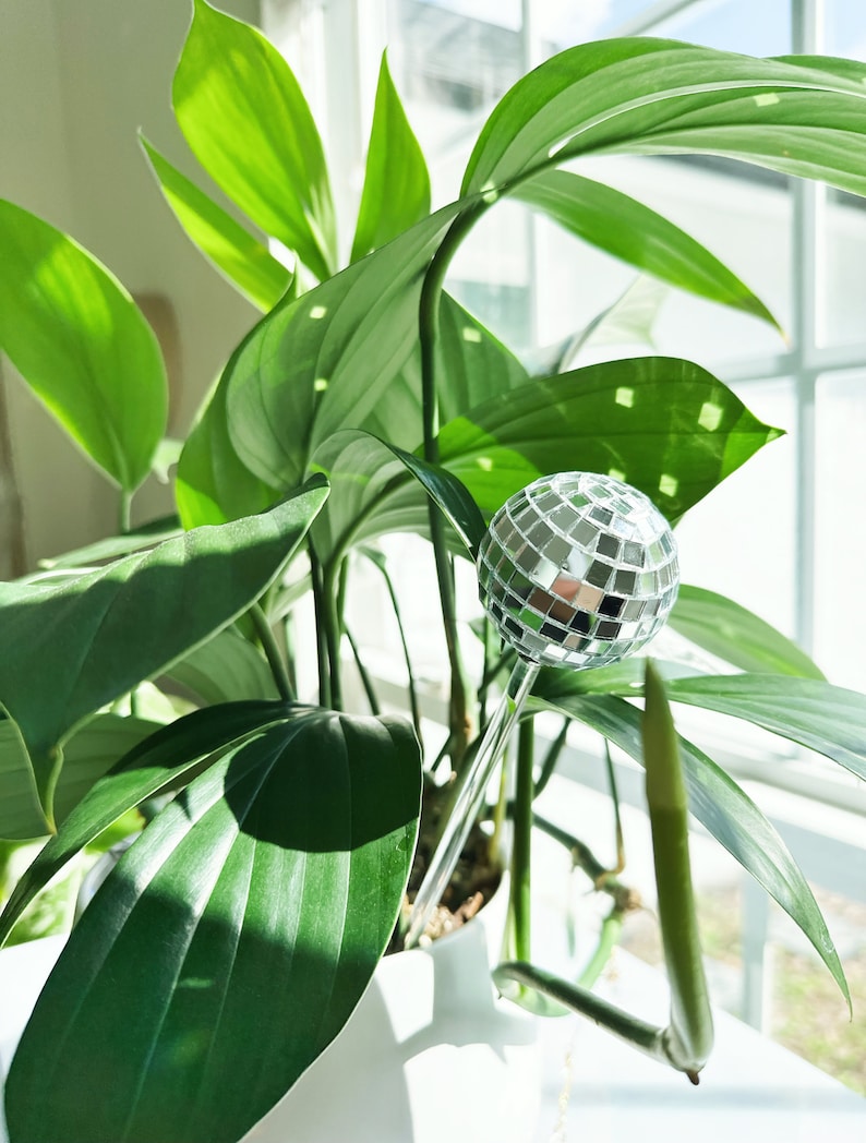 May include: A silver disco ball ornament hanging from a green plant in a white pot. The plant is in front of a window with sunlight shining through.