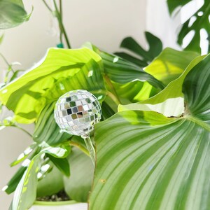 May include: A silver disco ball ornament is placed in a green leafy plant. The plant has large, wide leaves with prominent veins.