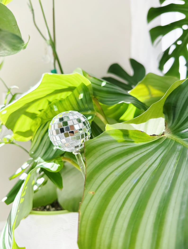 May include: A silver disco ball ornament is placed in a green leafy plant. The plant has large, wide leaves with prominent veins.