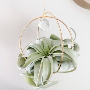 Air Plant Suncatcher For Large Air Plants, Xerographica Hanger, Air Plant Holder, Window Crystal, Wall Hanging, Plant Ornament Gift || Zoe